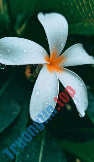 Hình&nbsp;nền&nbsp;lá&nbsp;cây&nbsp;cho&nbsp;máy&nbsp;tính,&nbsp;ảnh&nbsp;lá&nbsp;cây&nbsp;cho&nbsp;điện&nbsp;thoại