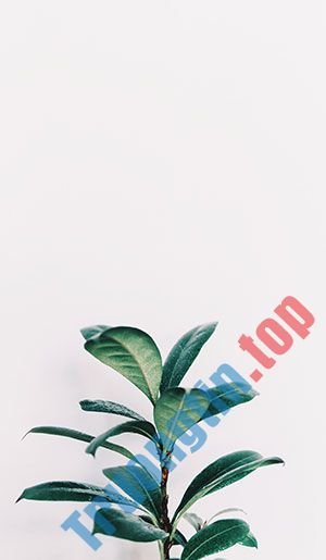 Hình&nbsp;nền&nbsp;lá&nbsp;cây&nbsp;cho&nbsp;máy&nbsp;tính,&nbsp;ảnh&nbsp;lá&nbsp;cây&nbsp;cho&nbsp;điện&nbsp;thoại