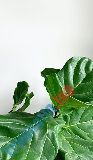 Hình&nbsp;nền&nbsp;lá&nbsp;cây&nbsp;cho&nbsp;máy&nbsp;tính,&nbsp;ảnh&nbsp;lá&nbsp;cây&nbsp;cho&nbsp;điện&nbsp;thoại