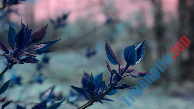 Hình&nbsp;nền&nbsp;lá&nbsp;cây&nbsp;cho&nbsp;máy&nbsp;tính,&nbsp;ảnh&nbsp;lá&nbsp;cây&nbsp;cho&nbsp;điện&nbsp;thoại