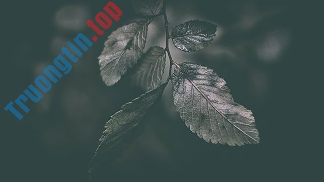 Hình&nbsp;nền&nbsp;lá&nbsp;cây&nbsp;cho&nbsp;máy&nbsp;tính,&nbsp;ảnh&nbsp;lá&nbsp;cây&nbsp;cho&nbsp;điện&nbsp;thoại