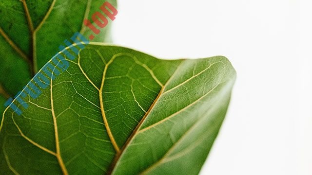 Hình&nbsp;nền&nbsp;lá&nbsp;cây&nbsp;cho&nbsp;máy&nbsp;tính,&nbsp;ảnh&nbsp;lá&nbsp;cây&nbsp;cho&nbsp;điện&nbsp;thoại