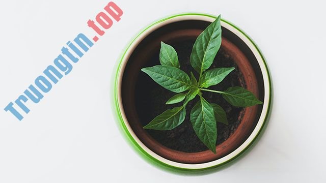 Hình&nbsp;nền&nbsp;lá&nbsp;cây&nbsp;cho&nbsp;máy&nbsp;tính,&nbsp;ảnh&nbsp;lá&nbsp;cây&nbsp;cho&nbsp;điện&nbsp;thoại