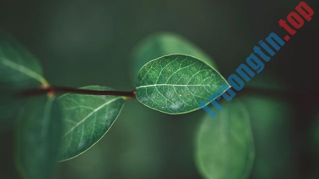 Hình&nbsp;nền&nbsp;lá&nbsp;cây&nbsp;cho&nbsp;máy&nbsp;tính,&nbsp;ảnh&nbsp;lá&nbsp;cây&nbsp;cho&nbsp;điện&nbsp;thoại