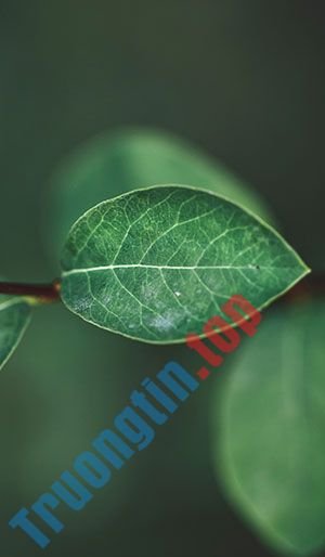 Hình&nbsp;nền&nbsp;lá&nbsp;cây&nbsp;cho&nbsp;máy&nbsp;tính,&nbsp;ảnh&nbsp;lá&nbsp;cây&nbsp;cho&nbsp;điện&nbsp;thoại