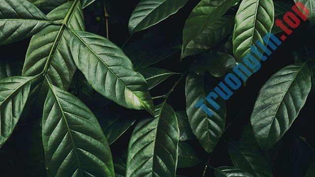 Hình&nbsp;nền&nbsp;lá&nbsp;cây&nbsp;cho&nbsp;máy&nbsp;tính,&nbsp;ảnh&nbsp;lá&nbsp;cây&nbsp;cho&nbsp;điện&nbsp;thoại