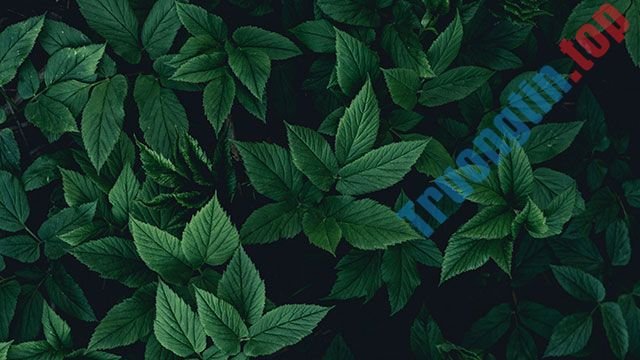 Hình&nbsp;nền&nbsp;lá&nbsp;cây&nbsp;cho&nbsp;máy&nbsp;tính,&nbsp;ảnh&nbsp;lá&nbsp;cây&nbsp;cho&nbsp;điện&nbsp;thoại