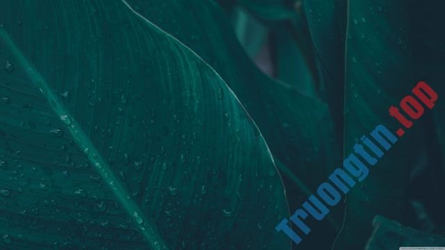 Hình&nbsp;nền&nbsp;lá&nbsp;cây&nbsp;cho&nbsp;máy&nbsp;tính,&nbsp;ảnh&nbsp;lá&nbsp;cây&nbsp;cho&nbsp;điện&nbsp;thoại