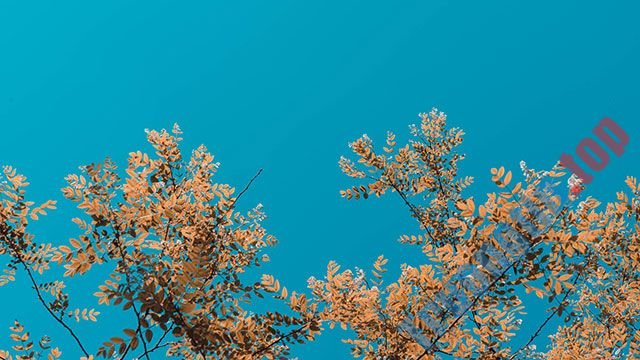 Hình&nbsp;nền&nbsp;lá&nbsp;cây&nbsp;cho&nbsp;máy&nbsp;tính,&nbsp;ảnh&nbsp;lá&nbsp;cây&nbsp;cho&nbsp;điện&nbsp;thoại