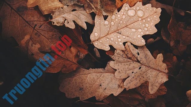 Hình&nbsp;nền&nbsp;lá&nbsp;cây&nbsp;cho&nbsp;máy&nbsp;tính,&nbsp;ảnh&nbsp;lá&nbsp;cây&nbsp;cho&nbsp;điện&nbsp;thoại
