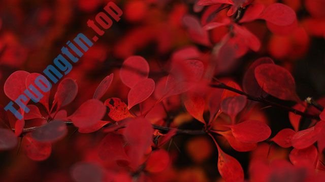 Hình&nbsp;nền&nbsp;lá&nbsp;cây&nbsp;cho&nbsp;máy&nbsp;tính,&nbsp;ảnh&nbsp;lá&nbsp;cây&nbsp;cho&nbsp;điện&nbsp;thoại