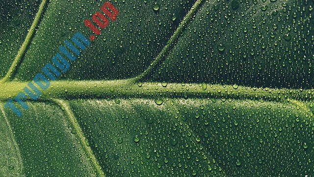 Hình&nbsp;nền&nbsp;lá&nbsp;cây&nbsp;cho&nbsp;máy&nbsp;tính,&nbsp;ảnh&nbsp;lá&nbsp;cây&nbsp;cho&nbsp;điện&nbsp;thoại