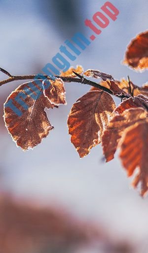 Hình&nbsp;nền&nbsp;lá&nbsp;cây&nbsp;cho&nbsp;máy&nbsp;tính,&nbsp;ảnh&nbsp;lá&nbsp;cây&nbsp;cho&nbsp;điện&nbsp;thoại