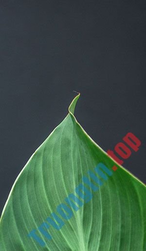 Hình&nbsp;nền&nbsp;lá&nbsp;cây&nbsp;cho&nbsp;máy&nbsp;tính,&nbsp;ảnh&nbsp;lá&nbsp;cây&nbsp;cho&nbsp;điện&nbsp;thoại
