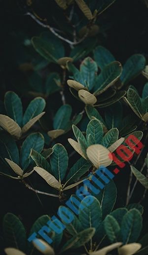Hình&nbsp;nền&nbsp;lá&nbsp;cây&nbsp;cho&nbsp;máy&nbsp;tính,&nbsp;ảnh&nbsp;lá&nbsp;cây&nbsp;cho&nbsp;điện&nbsp;thoại