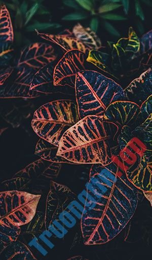 Hình&nbsp;nền&nbsp;lá&nbsp;cây&nbsp;cho&nbsp;máy&nbsp;tính,&nbsp;ảnh&nbsp;lá&nbsp;cây&nbsp;cho&nbsp;điện&nbsp;thoại