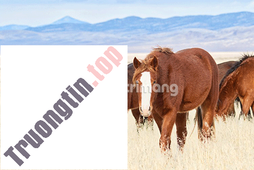 Hướng&nbsp;dẫn&nbsp;sử&nbsp;dụng&nbsp;Luminar&nbsp;của&nbsp;Macphun&nbsp;cho&nbsp;người&nbsp;mới&nbsp;bắt&nbsp;đầu