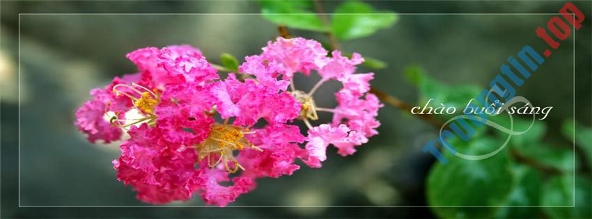 Những&nbsp;ảnh&nbsp;bìa&nbsp;Facebook&nbsp;chào&nbsp;buổi&nbsp;sáng&nbsp;đẹp,&nbsp;ý&nbsp;nghĩa