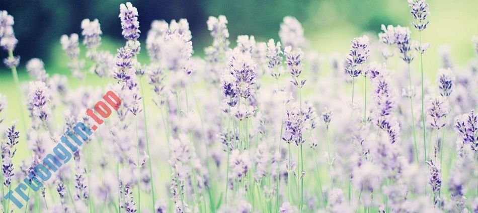 Những&nbsp;ảnh&nbsp;bìa&nbsp;Facebook&nbsp;chào&nbsp;buổi&nbsp;sáng&nbsp;đẹp,&nbsp;ý&nbsp;nghĩa