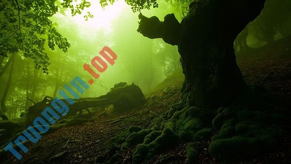 Tải&nbsp;ngay&nbsp;200&nbsp;ảnh&nbsp;nền&nbsp;với&nbsp;nhiều&nbsp;chủ&nbsp;đề&nbsp;khác&nbsp;nhau&nbsp;cho&nbsp;máy&nbsp;tính