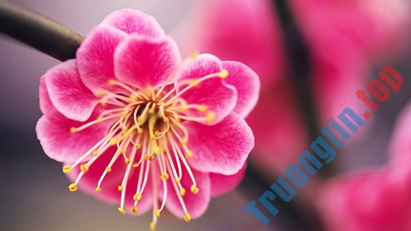 Tải&nbsp;ngay&nbsp;200&nbsp;ảnh&nbsp;nền&nbsp;với&nbsp;nhiều&nbsp;chủ&nbsp;đề&nbsp;khác&nbsp;nhau&nbsp;cho&nbsp;máy&nbsp;tính