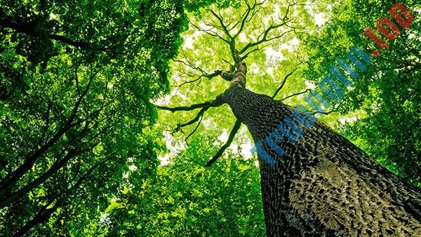 Tải&nbsp;ngay&nbsp;200&nbsp;ảnh&nbsp;nền&nbsp;với&nbsp;nhiều&nbsp;chủ&nbsp;đề&nbsp;khác&nbsp;nhau&nbsp;cho&nbsp;máy&nbsp;tính