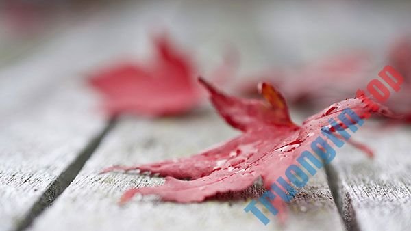 Tải&nbsp;ngay&nbsp;200&nbsp;ảnh&nbsp;nền&nbsp;với&nbsp;nhiều&nbsp;chủ&nbsp;đề&nbsp;khác&nbsp;nhau&nbsp;cho&nbsp;máy&nbsp;tính