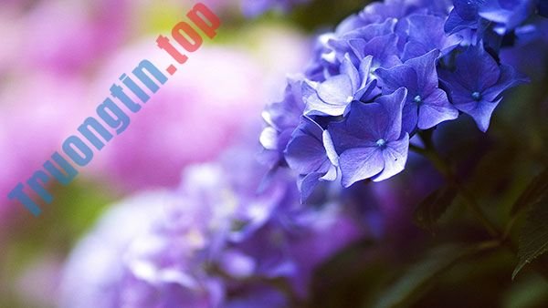 Tải&nbsp;ngay&nbsp;200&nbsp;ảnh&nbsp;nền&nbsp;với&nbsp;nhiều&nbsp;chủ&nbsp;đề&nbsp;khác&nbsp;nhau&nbsp;cho&nbsp;máy&nbsp;tính