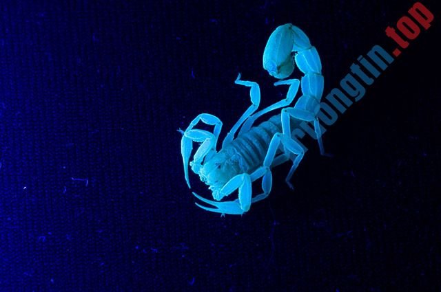 Hình&nbsp;nền&nbsp;siêu&nbsp;đáng&nbsp;yêu&nbsp;về&nbsp;cung:&nbsp;Bọ&nbsp;Cạp,&nbsp;Thần&nbsp;Nông,&nbsp;Thiên&nbsp;Yết,&nbsp;Thiên&nbsp;Hạt