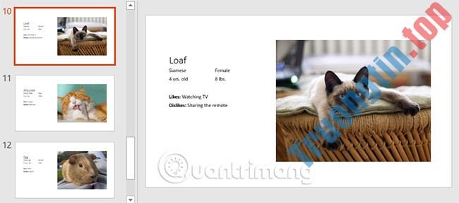 Thông&nbsp;tin&nbsp;cơ&nbsp;bản&nbsp;về&nbsp;slide&nbsp;trong&nbsp;PowerPoint&nbsp;2016